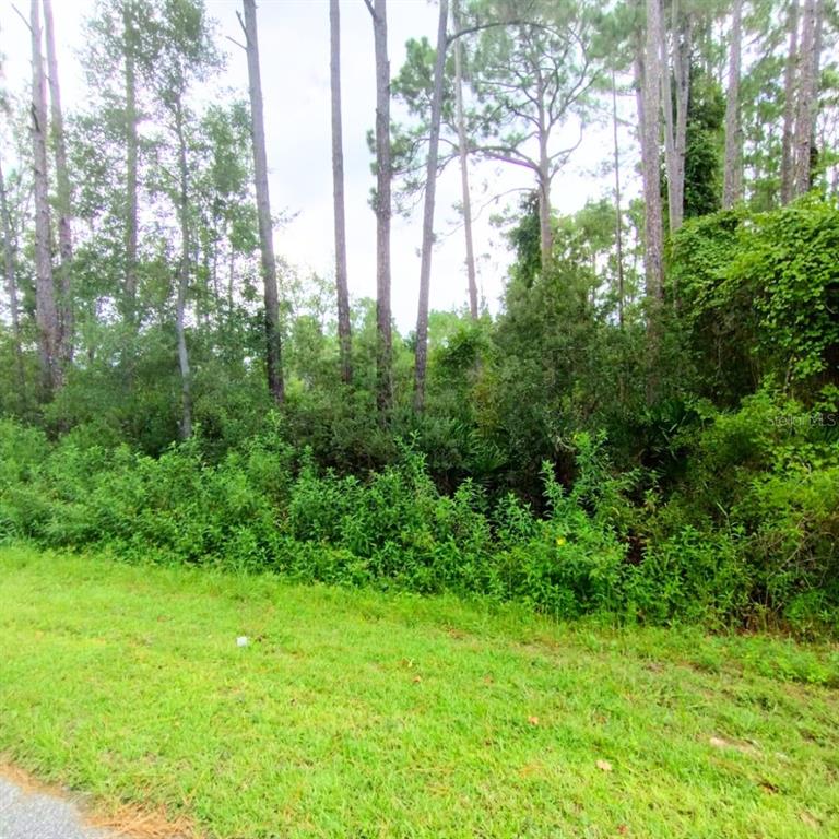 A grassy roadside leads to a dense, wooded lot with tall pine trees and thick undergrowth — 116 WAYBURN STREET, GEORGETOWN, FL