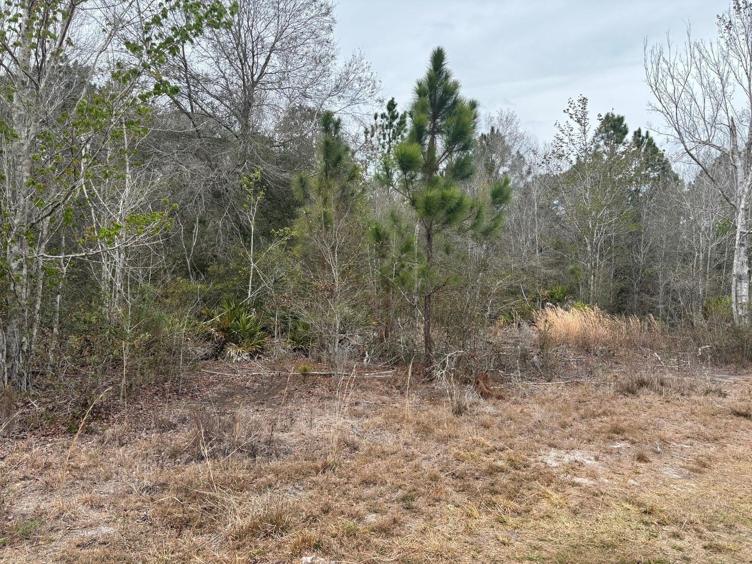 A wooded lot features a mix of pine trees, deciduous trees, and dry grassy ground — 0 Old Grade Road, FL 33868, FL
