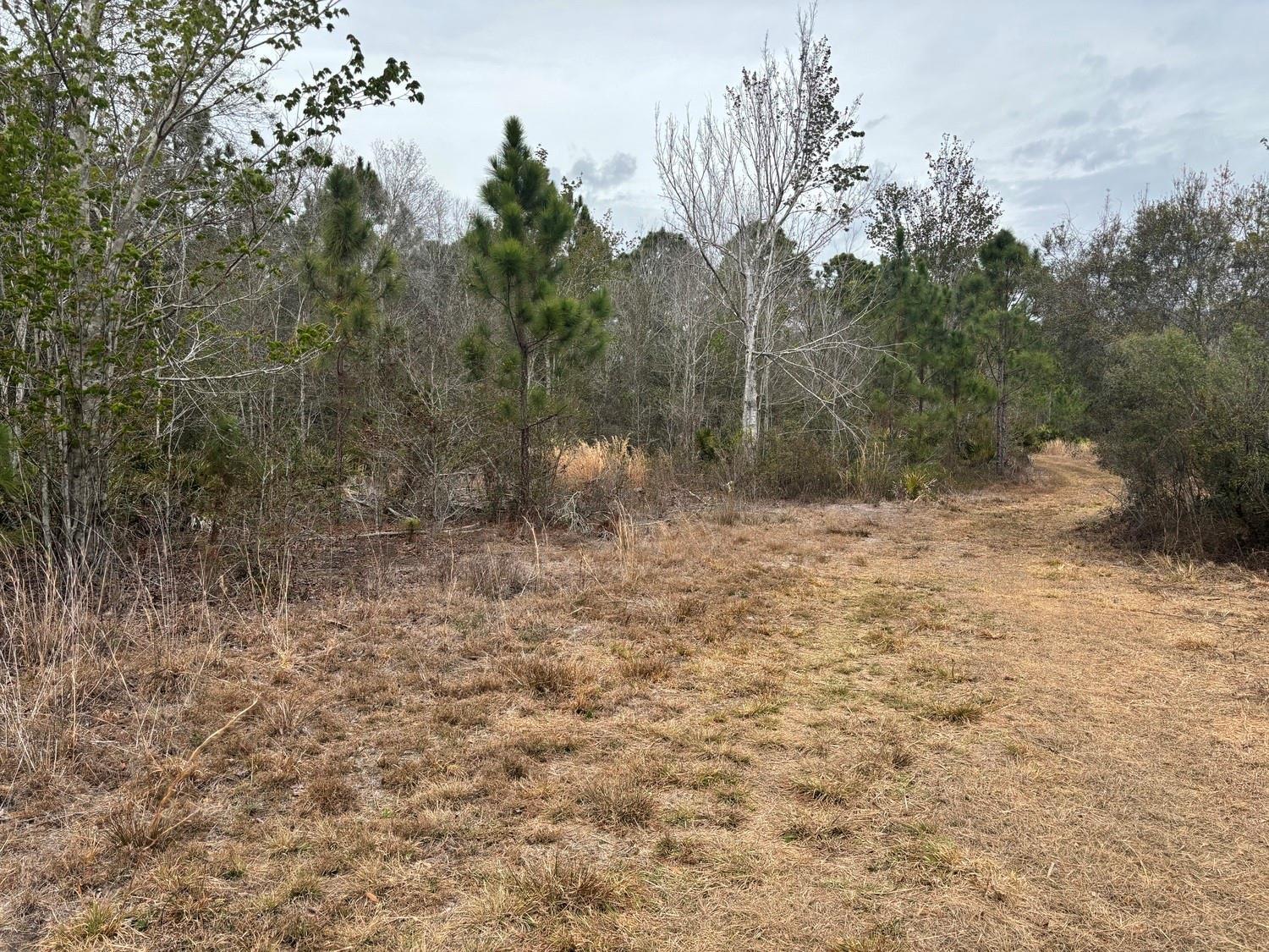 A dirt path leads through a grassy field toward a dense forest of trees — 0 Old Grade Road, FL 33868, FL