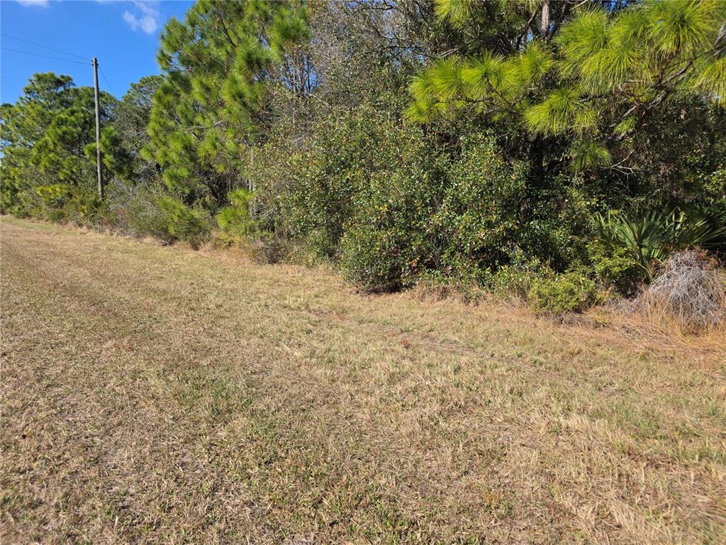 A grassy field borders a dense line of pine trees and shrubs under a blue sky — HORNBUCKLE BOULEVARD, NORTH PORT, FL