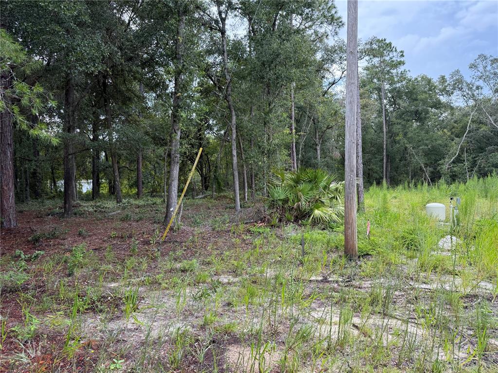A wooded, undeveloped lot features a utility pole, tall grasses, and sandy ground — 106 JACKSON AVENUE, INTERLACHEN, FL