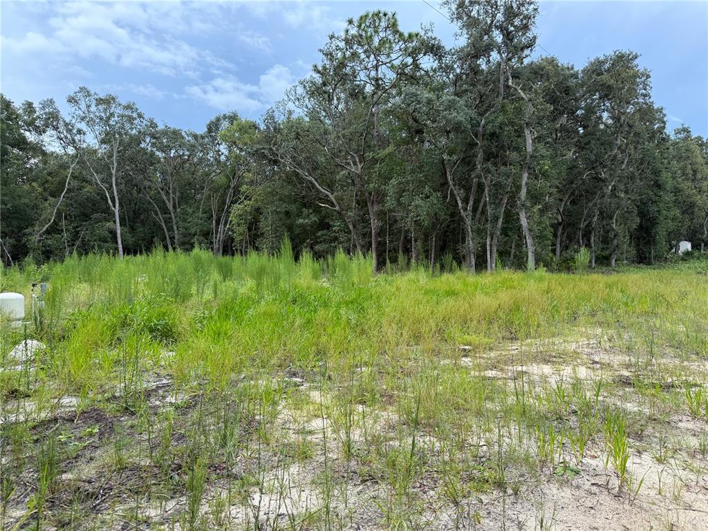 A grassy, sandy vacant lot is bordered by a dense line of mature trees — 106 JACKSON AVENUE, INTERLACHEN, FL