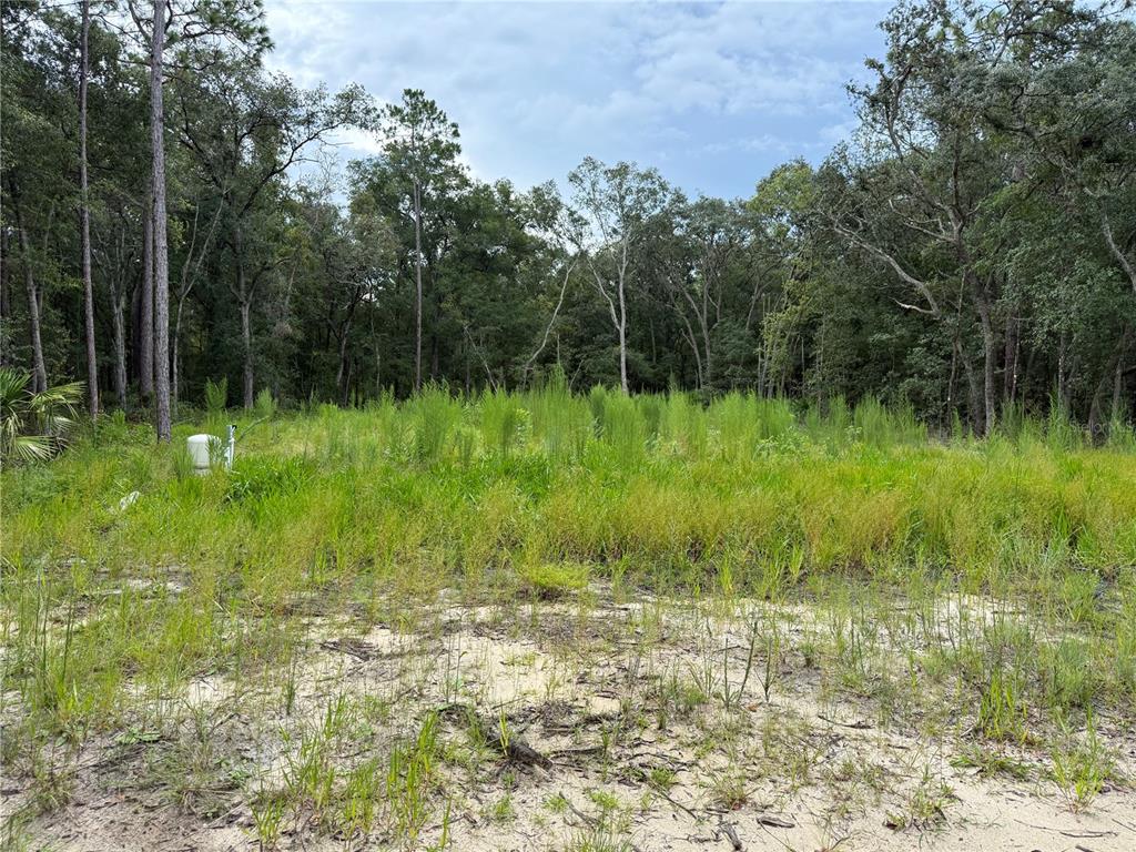 A grassy, sandy vacant lot is bordered by a dense forest of tall trees — 106 JACKSON AVENUE, INTERLACHEN, FL