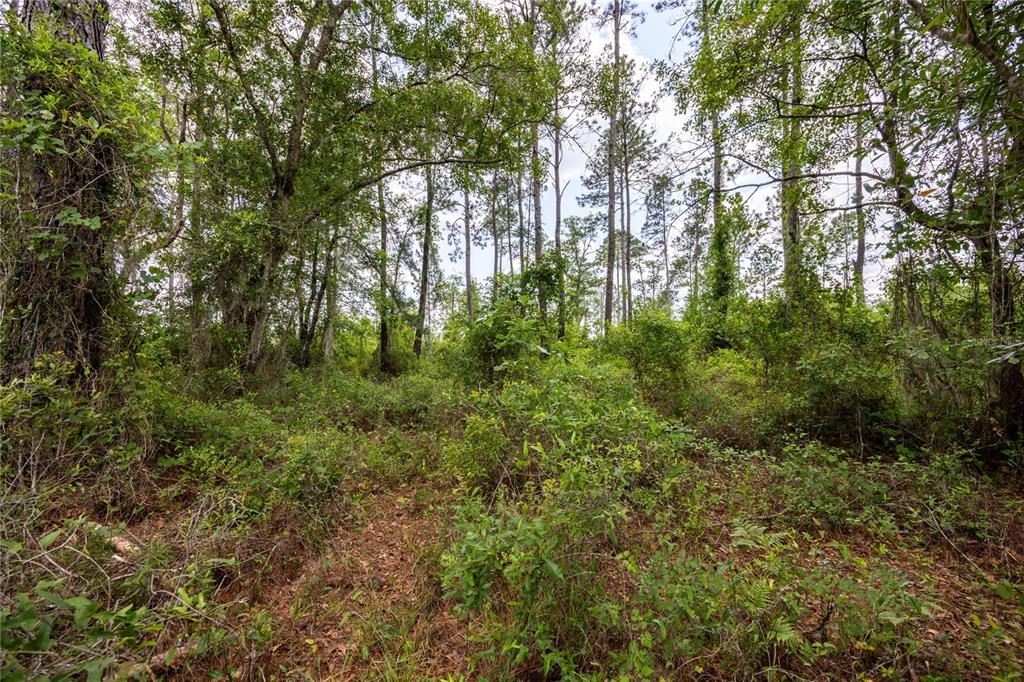 0 COUNTY ROAD 225, WALDO, FL — photo 3 of 18