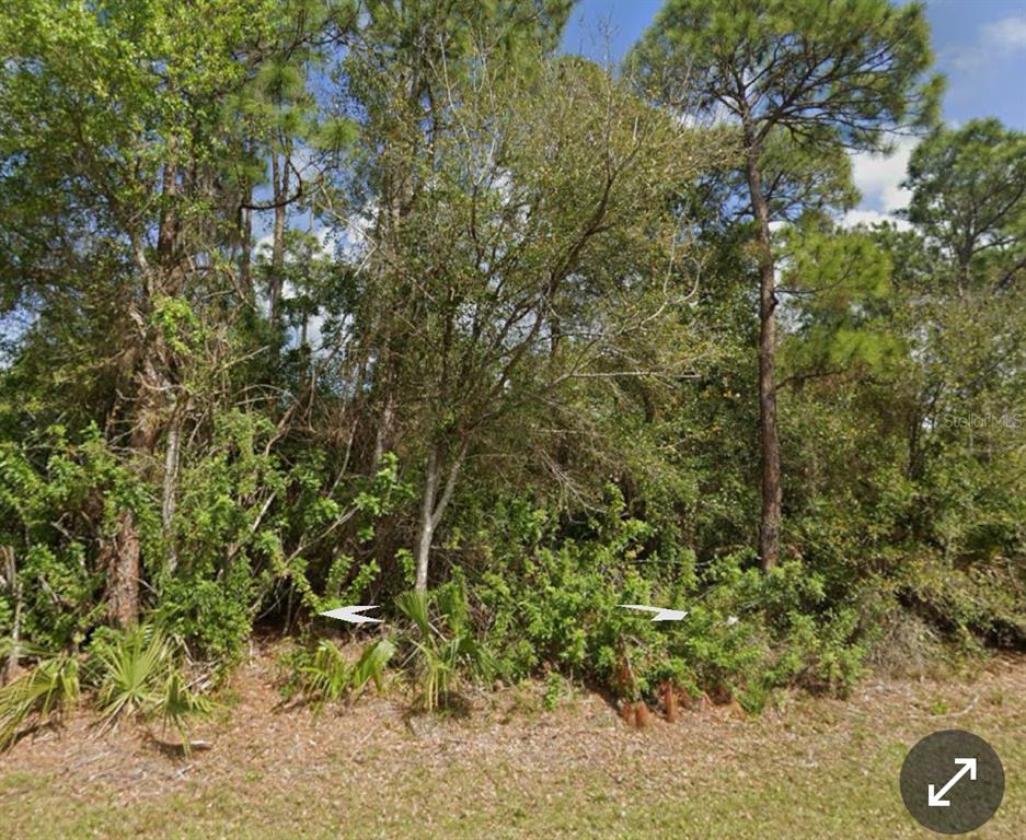 A dense, wooded lot with tall pine trees and thick underbrush under a blue sky — 11410 11TH AVENUE, PUNTA GORDA, FL