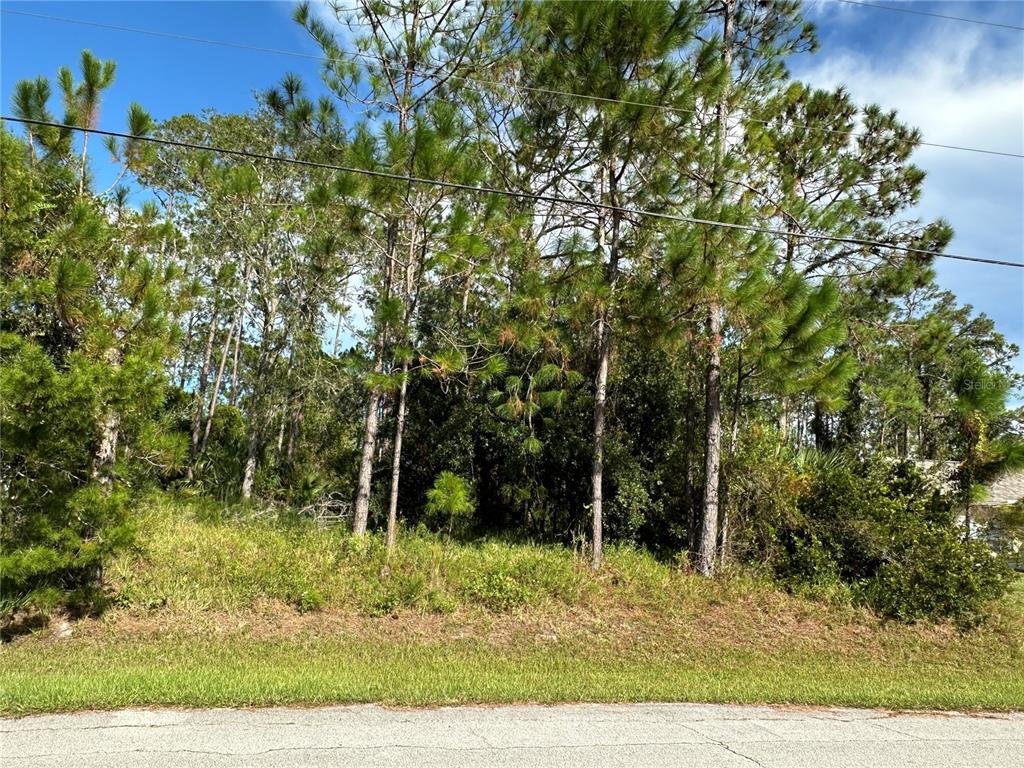 A vacant, wooded lot with tall pine trees sits behind a grassy roadside verge — 85 PRESIDENTIAL LANE, PALM COAST, FL