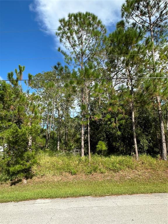 A grassy lot with several tall pine trees sits behind a paved road — 85 PRESIDENTIAL LANE, PALM COAST, FL