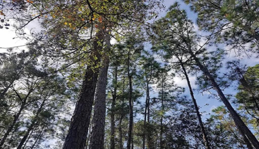A low-angle view looking up at a dense canopy of tall pine trees — COPERNICUS ROAD, NORTH PORT, FL