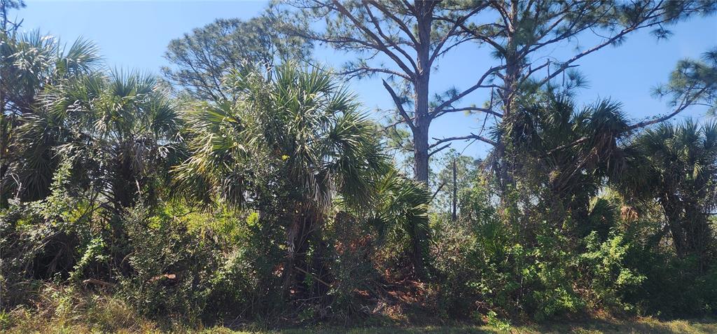 A wooded lot features several tall pine trees and dense palmetto bushes under a blue sky — 2157 SAIPAN LANE, PORT CHARLOTTE, FL