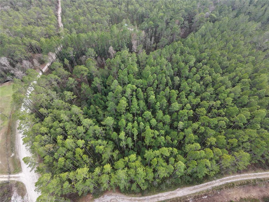 An aerial view shows a dense forest bordered by dirt roads on two sides — NE NE 130 CT RD, FORT MC COY, FL
