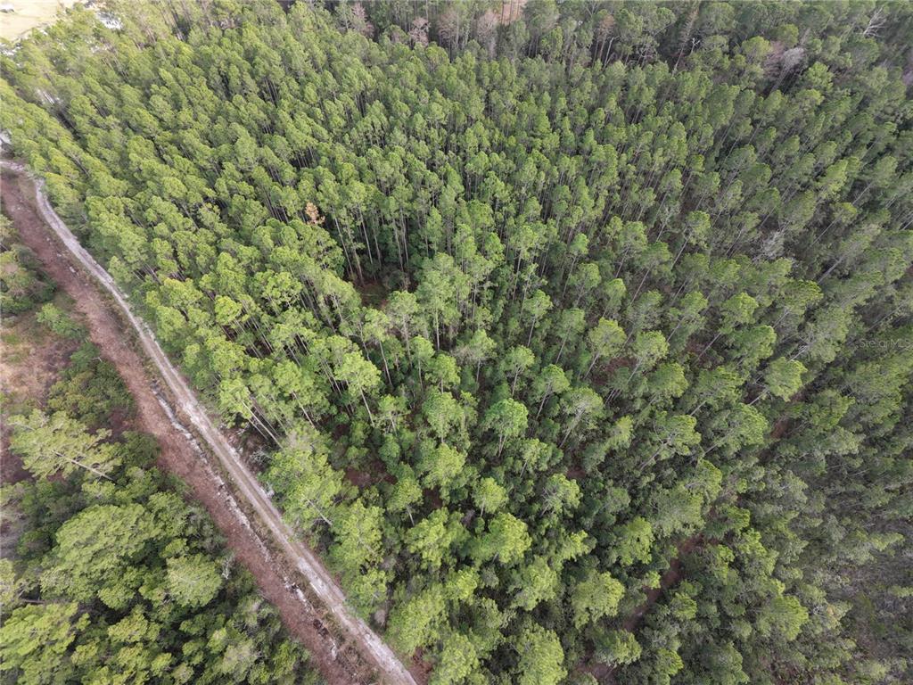 An aerial view shows a dirt road running alongside a dense forest of pine trees — NE NE 130 CT RD, FORT MC COY, FL