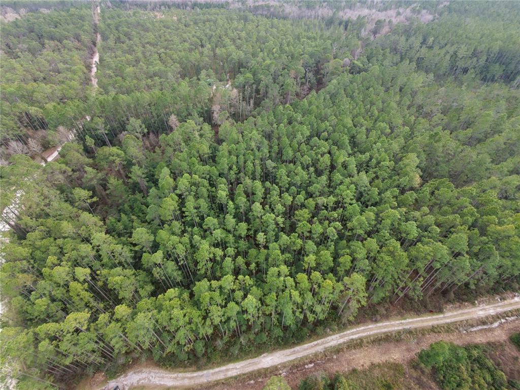 An aerial view shows a dense forest bordered by a dirt road — NE NE 130 CT RD, FORT MC COY, FL