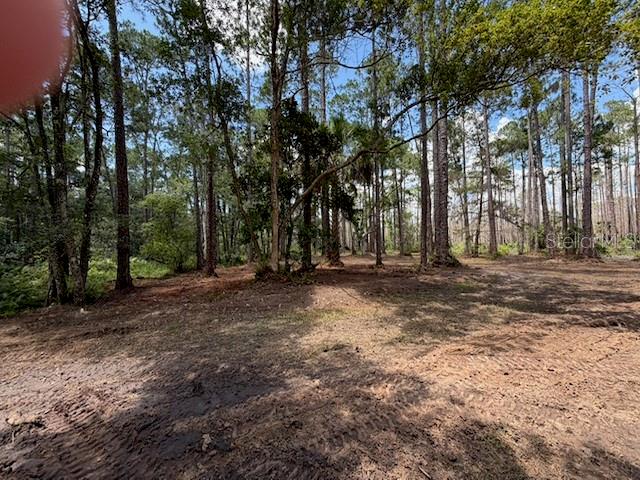A cleared, dirt-covered lot is surrounded by a dense forest of tall pine trees — 9TH AVENUE, DELAND, FL