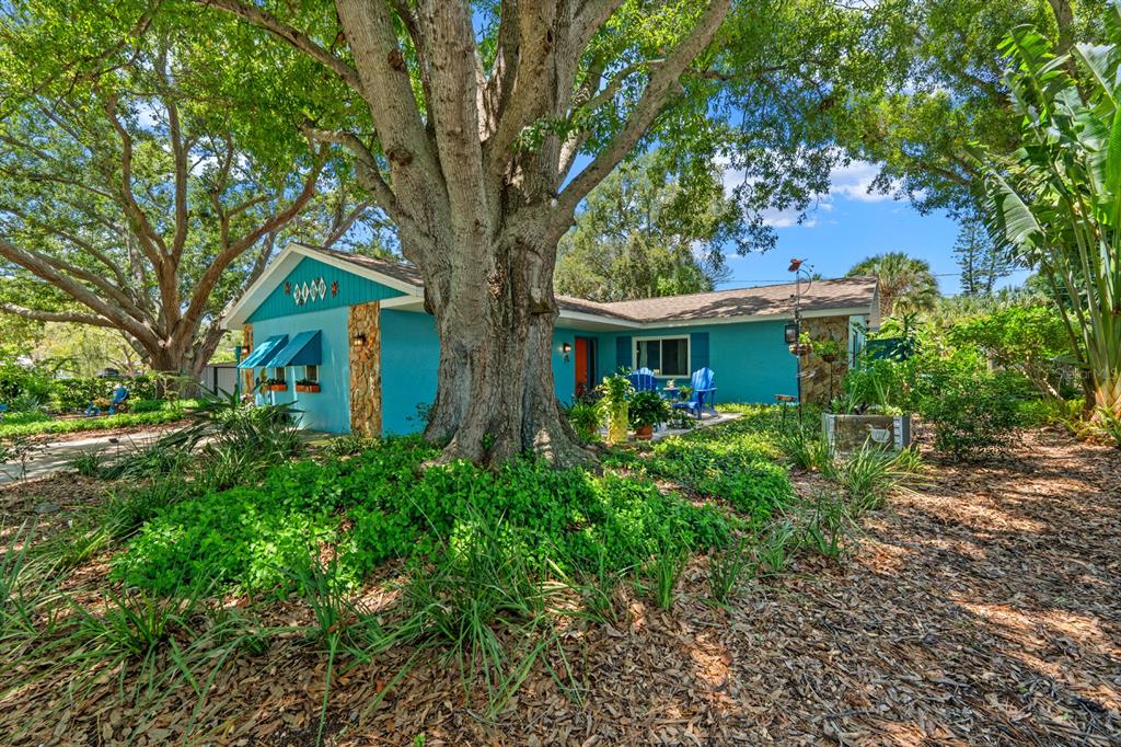 A bright blue single-story house with stone accents sits behind a large tree and landscaping — 2159 BARCELONA WAY, ST PETERSBURG, FL