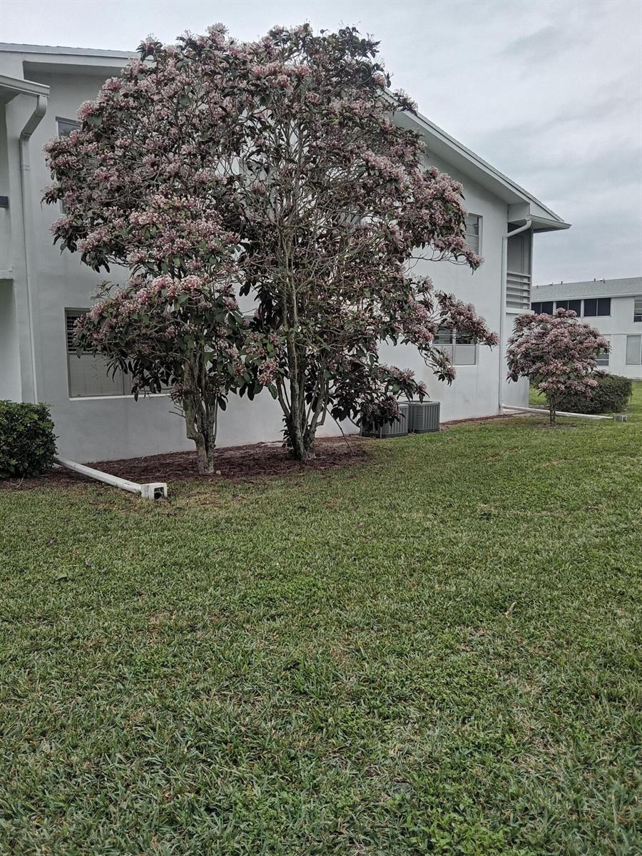 A large flowering tree stands next to the exterior wall of a multi-story residential building — 302 Markham N # 302, Deerfield Beach FL 33442, DEERFIELD BEACH, FL