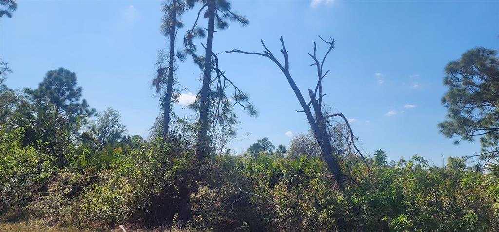 A view of a wooded lot featuring tall pine trees and dense native Florida vegetation — 4163 HOLLYBROOK STREET, PORT CHARLOTTE, FL