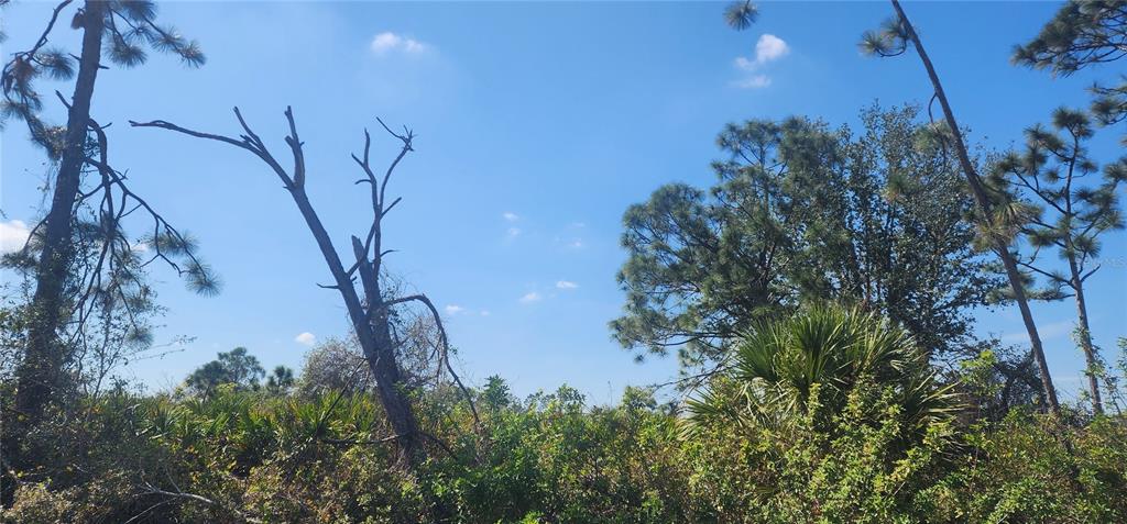 A view of a wooded lot featuring pine trees, palmettos, and a dead tree trunk — 4163 HOLLYBROOK STREET, PORT CHARLOTTE, FL