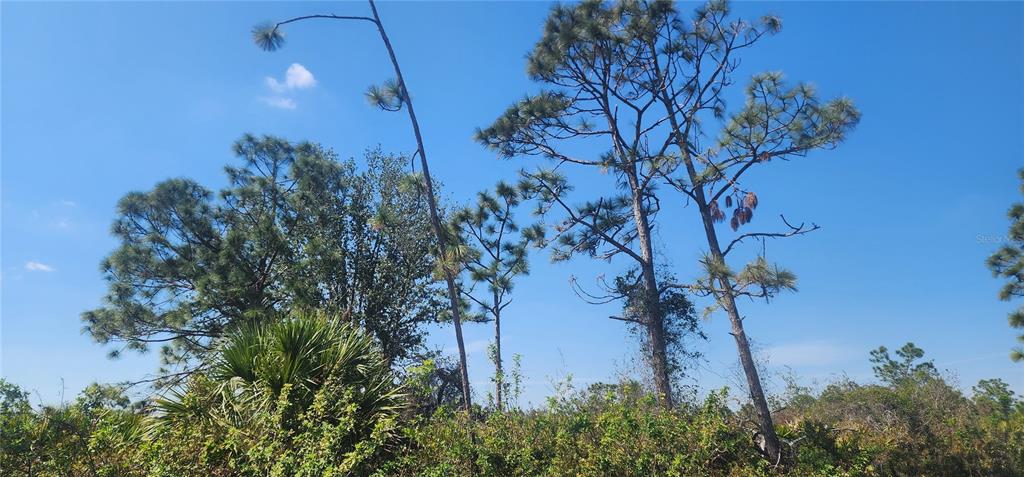 A view of several pine trees and native vegetation under a clear blue sky — 4163 HOLLYBROOK STREET, PORT CHARLOTTE, FL