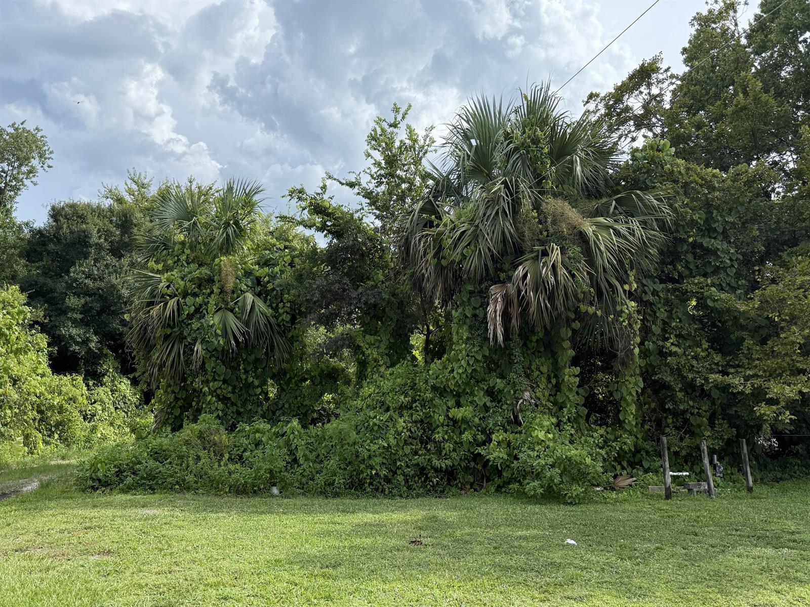Two palm trees surrounded by dense green vegetation and vines stand behind a grassy lawn — 3255 NW 8th Street, Okeechobee FL 34972, OKEECHOBEE, FL