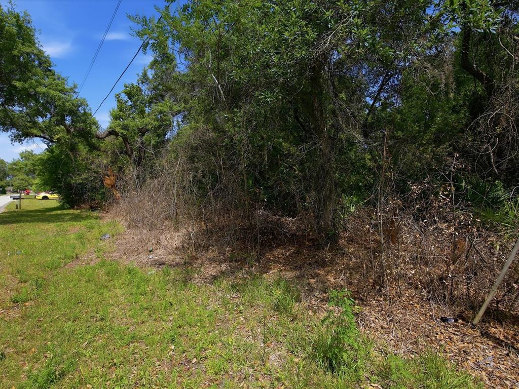A densely wooded, undeveloped lot with a grassy foreground and a road visible nearby — W LAKE DRIVE, DELAND, FL
