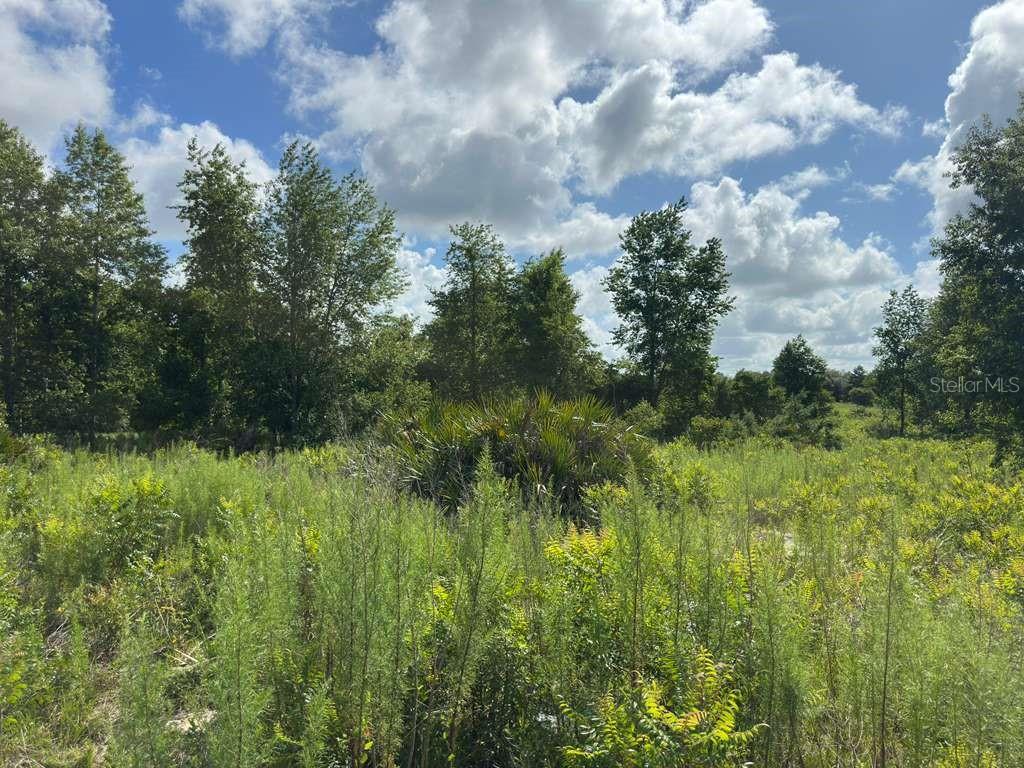 A view of a grassy, undeveloped lot with scattered trees and shrubs under a cloudy sky — TBD MARION OAKS BOULEVARD, OCALA, FL