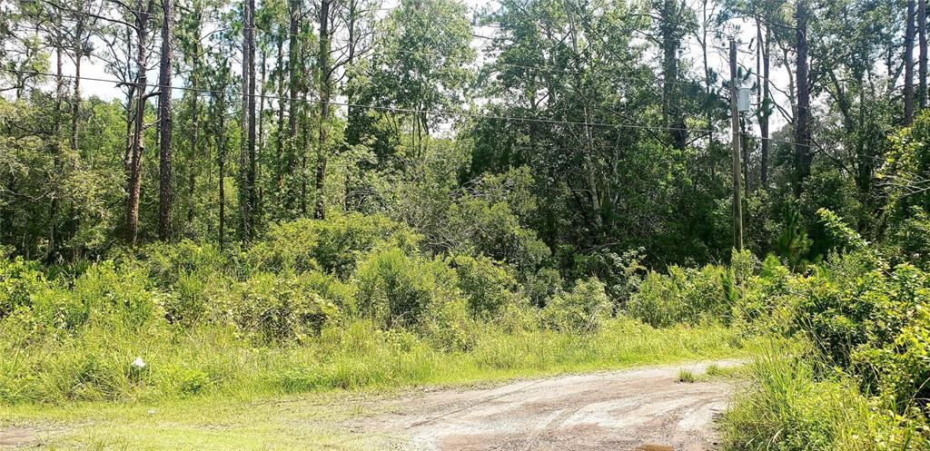 A dirt road leads to a densely wooded, undeveloped plot of land with tall trees — 0 LADD AVENUE, NEW PORT RICHEY, FL