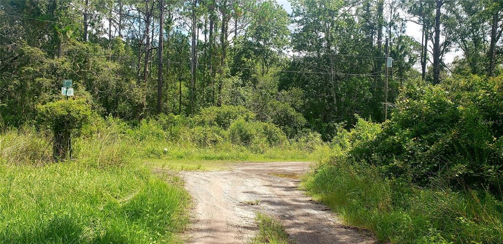 A dirt road leads toward a dense, wooded lot with a street sign on the left — 0 LADD AVENUE, NEW PORT RICHEY, FL