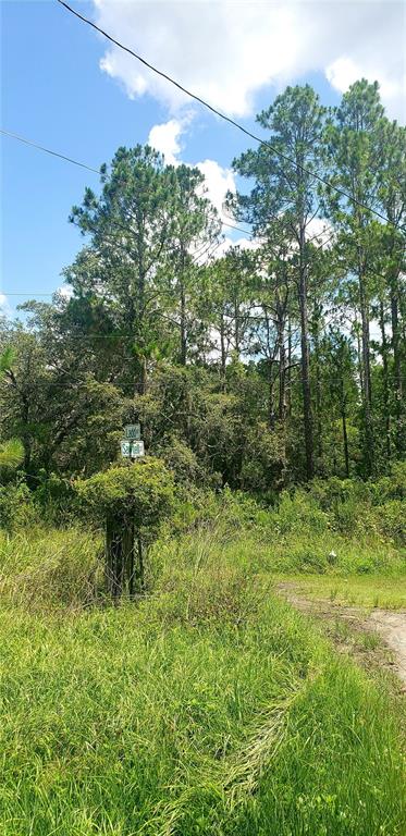 A grassy lot with tall pine trees and a street sign at the edge of woods — 0 LADD AVENUE, NEW PORT RICHEY, FL