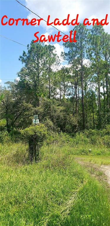 A street sign stands at the intersection of a grassy field and a wooded area — 0 LADD AVENUE, NEW PORT RICHEY, FL