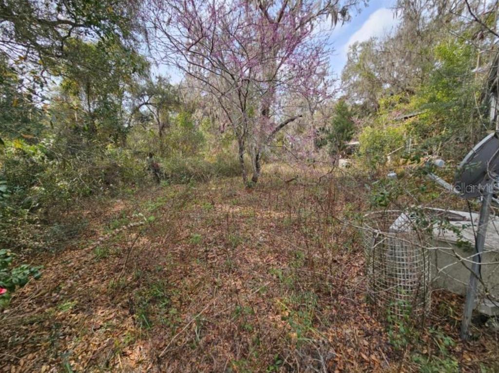An overgrown, wooded lot features a flowering tree and a satellite dish on the right — 4210 NE 175TH STREET ROAD, CITRA, FL