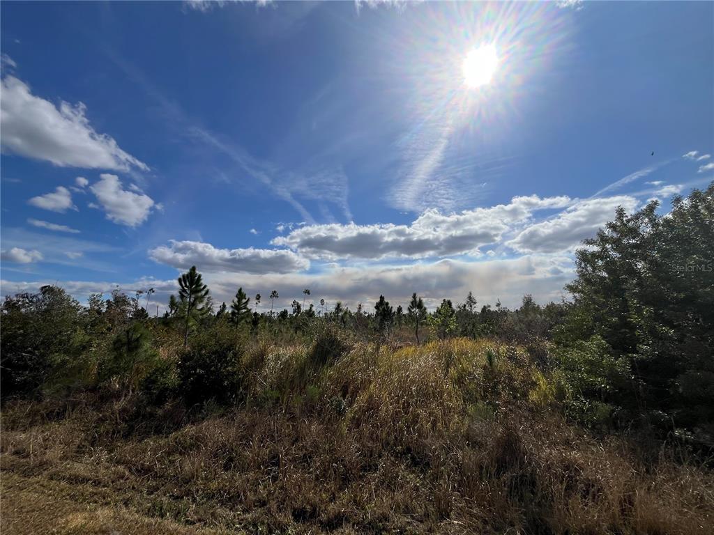 A bright sun shines over a field of tall grass and scattered pine trees — ALTHEA DRIVE, INDIAN LAKE ESTATES, FL