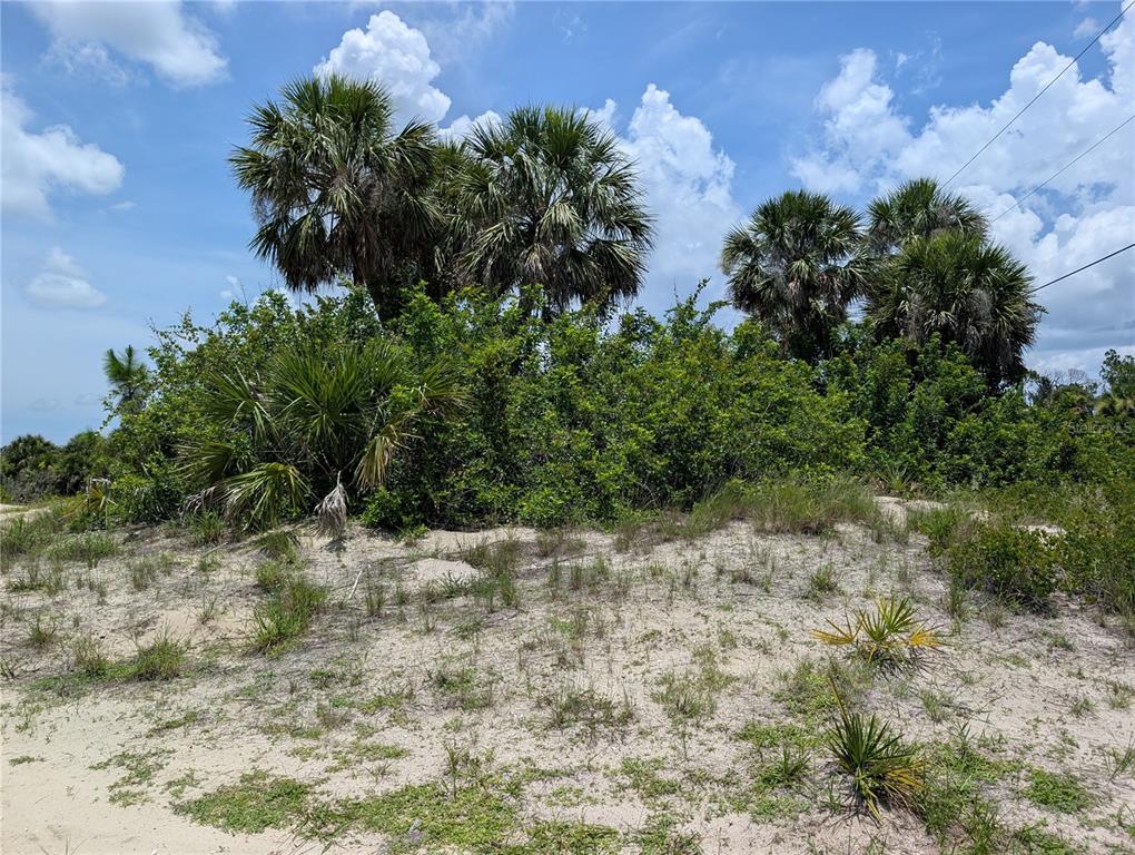 A sandy lot features a dense cluster of palm trees and shrubs under a blue sky — 7157 SEA MIST DRIVE, PORT CHARLOTTE, FL