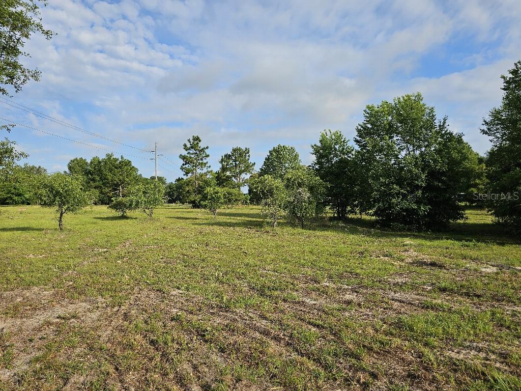 A grassy, open field features scattered small trees and a line of woods beyond — 0 SW SPIRIT AVE AVENUE, FORT WHITE, FL