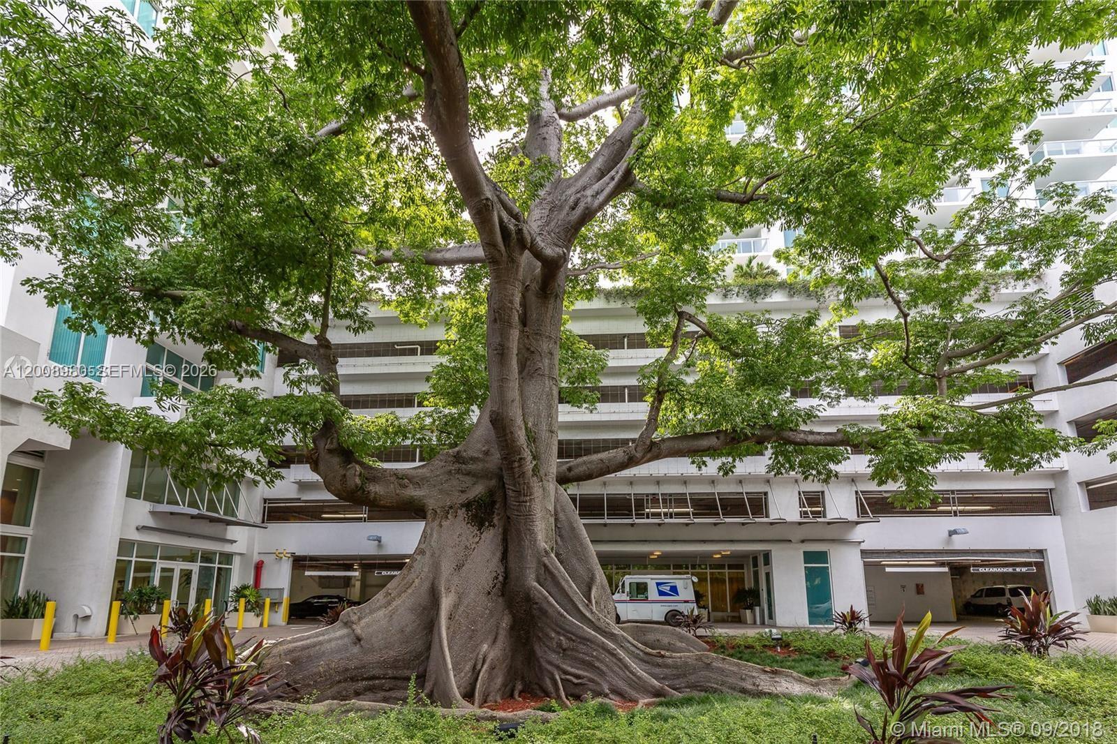 A large, mature tree with prominent buttress roots stands in front of a white building — 1871 NW S River Dr # 902, Miami FL 33125, MIAMI, FL