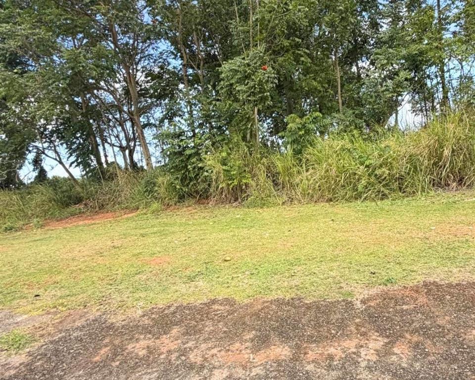 A grassy yard leads to a dense line of trees and tall brush — SECTOR MANANTIALES, BO. SABANA HOYOS, ARECIBO, PR