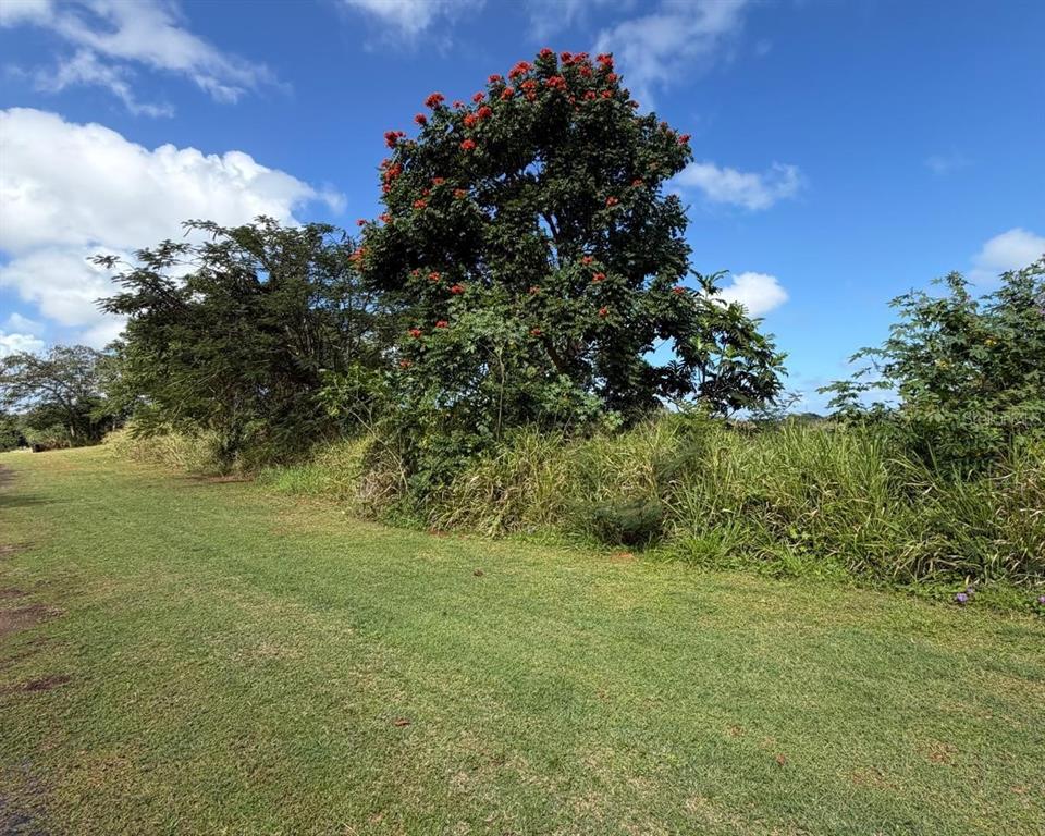 A grassy field leads to a large tree with red flowers under a blue sky — SECTOR MANANTIALES, BO. SABANA HOYOS, ARECIBO, PR