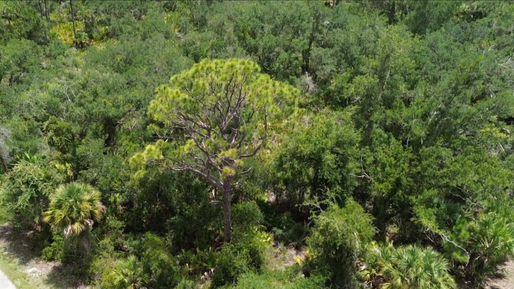 An aerial view shows a tall pine tree surrounded by dense green forest and palms — 1388 CLEARVIEW DRIVE, PORT CHARLOTTE, FL