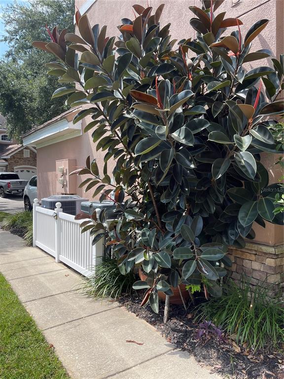 A large rubber tree plant grows next to a white fence and a building exterior — 7617 BAY PORT ROAD UNIT 57, ORLANDO, FL
