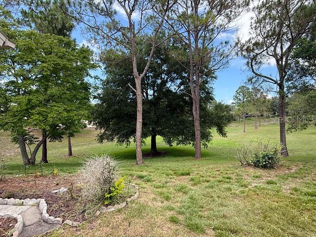 A grassy backyard features several tall pine trees and a large, central oak tree — 2232 SPRINGMEADOW DRIVE, SPRING HILL, FL