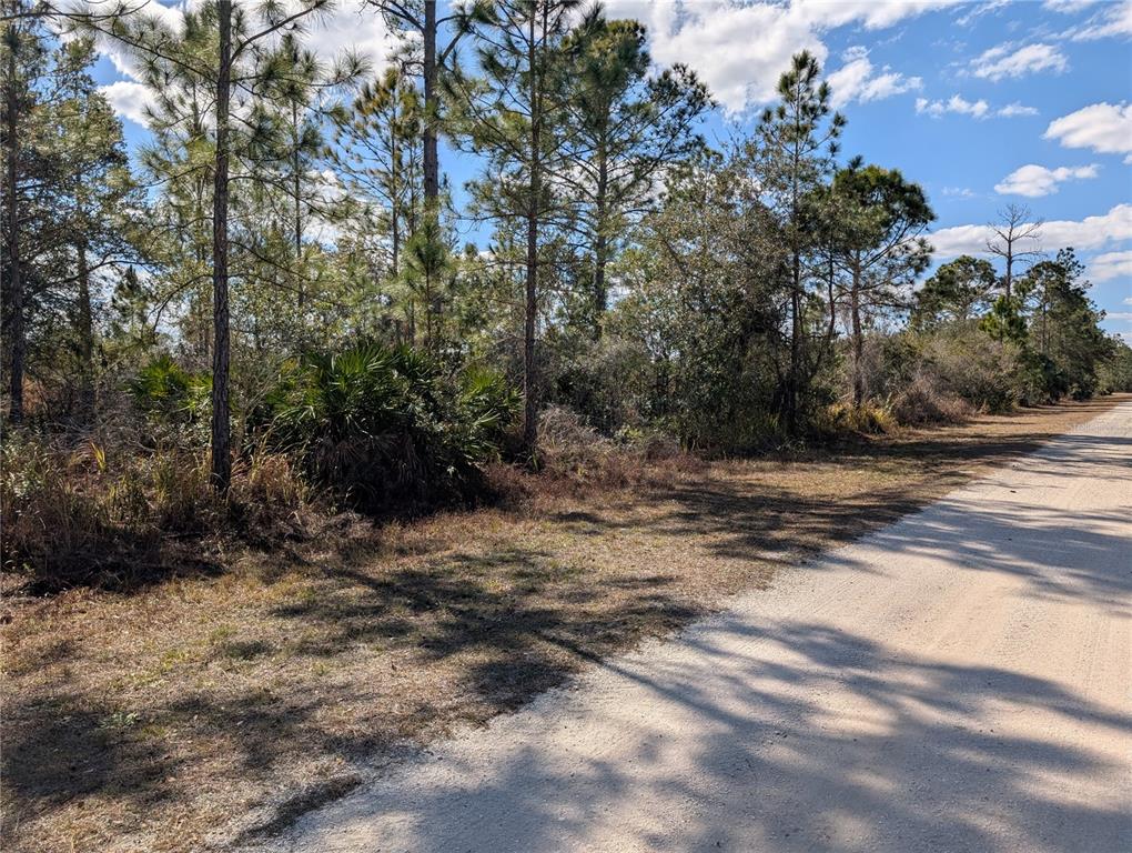 A dirt road runs alongside a wooded lot with pine trees and palmetto bushes — 711 AZALEA DRIVE, INDIAN LAKE ESTATES, FL
