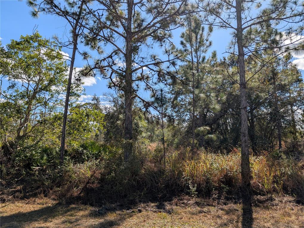 A wooded lot with tall pine trees and dense undergrowth under a blue sky — 711 AZALEA DRIVE, INDIAN LAKE ESTATES, FL