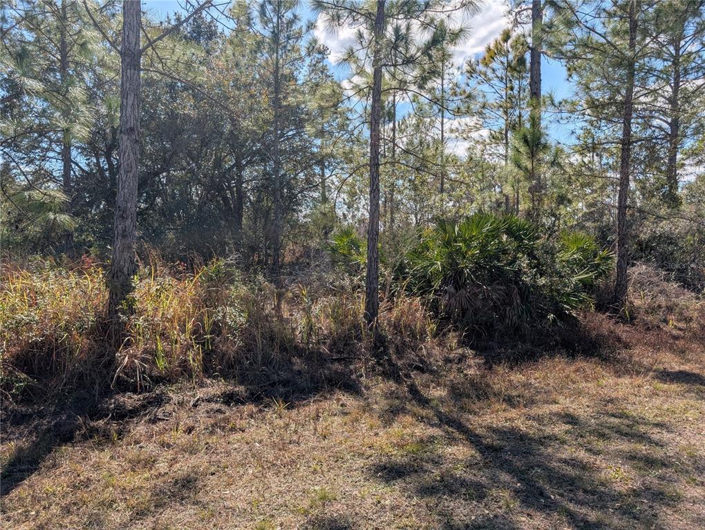 A wooded lot with tall pine trees, palmetto bushes, and dry grass under a blue sky — 711 AZALEA DRIVE, INDIAN LAKE ESTATES, FL