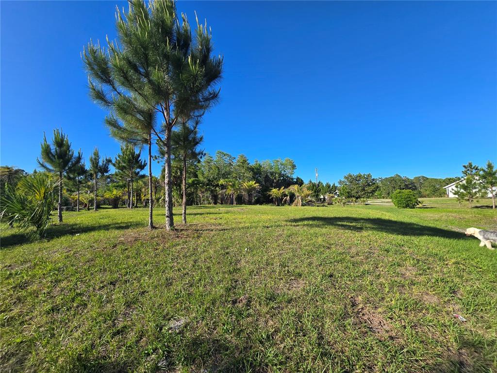 A grassy, sunlit lot features several pine trees and a dog walking on the right — 2625 GLENCOE FARMS ROAD, NEW SMYRNA BEACH, FL