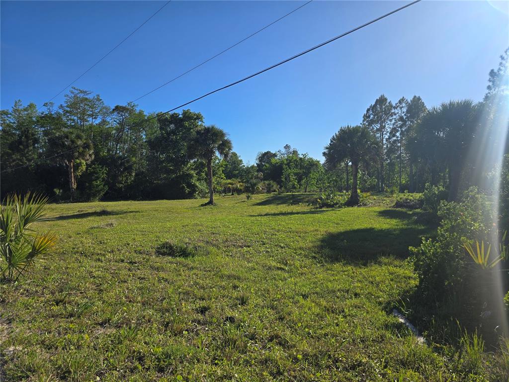 A grassy, sunlit lot features scattered palm trees and dense woods under a clear sky — 2625 GLENCOE FARMS ROAD, NEW SMYRNA BEACH, FL