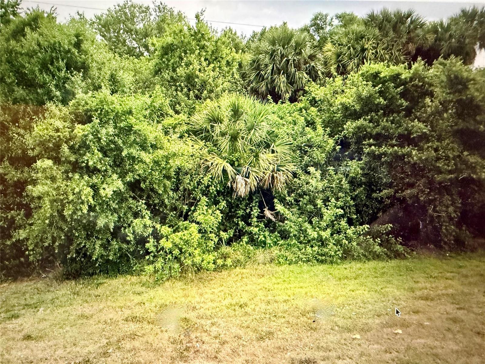A dense thicket of green trees and palm trees borders a grassy yard — 3712 N Hwy 98, Okeechobee FL 34972, OKEECHOBEE, FL
