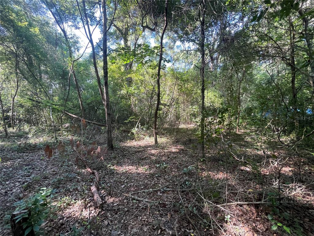 A view of a wooded lot with dense trees and ground covered in fallen leaves — 521 NE 31ST STREET, OCALA, FL