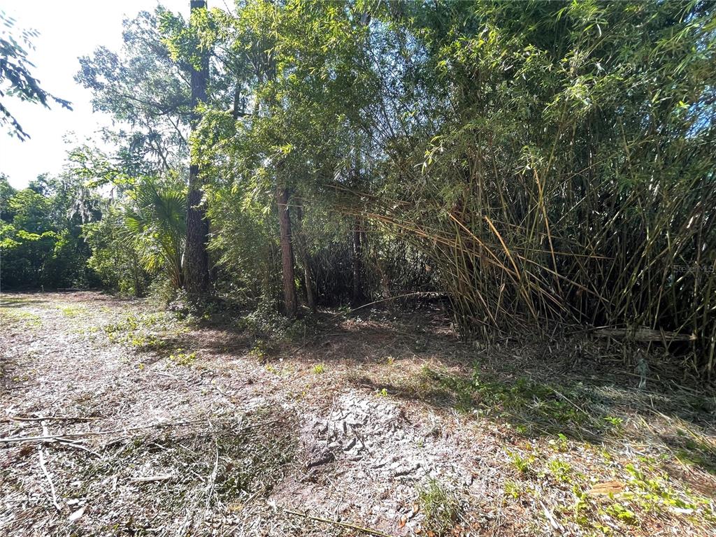 A wooded lot features a dense cluster of bamboo and various trees under sunlight — 521 NE 31ST STREET, OCALA, FL