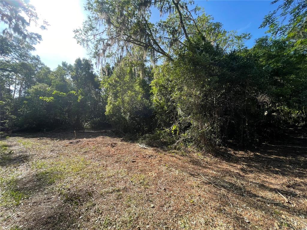 A cleared, grassy lot is bordered by dense trees and vegetation under a sunny sky — 521 NE 31ST STREET, OCALA, FL