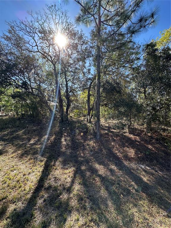 A sunlit, wooded lot features several tall trees and patches of grass and pine needles — 7 SWEETBAY COURT, HOMOSASSA, FL