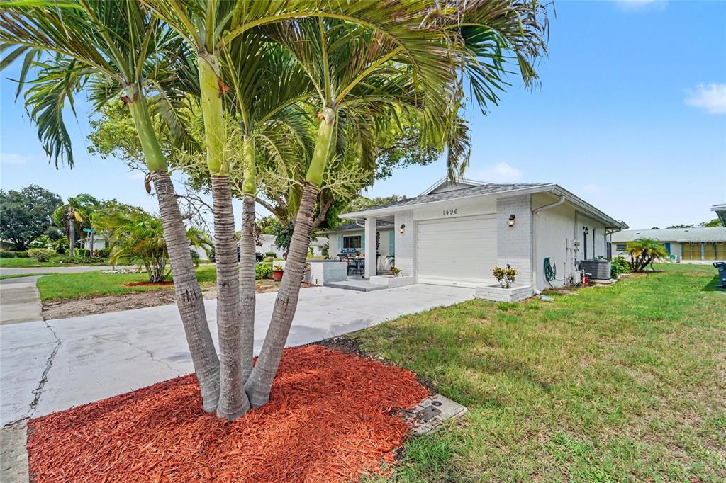 A single-story house with a white exterior, a one-car garage, and a palm tree — 1496 QUEEN ANNE DRIVE, PALM HARBOR, FL